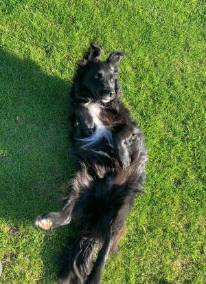 Chien noir sur le dos, jouant dans l’herbe