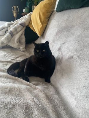 Chat noir assis, observant calmement